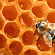 Мёд. Всё, что важно знать о мёде и пчелах