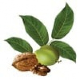 Грецкого ореха листья