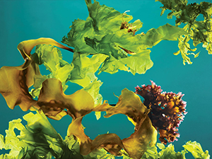 Микс морских водорослей для красоты и здоровья в любое время года